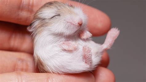 Hamster Babies Growing Up